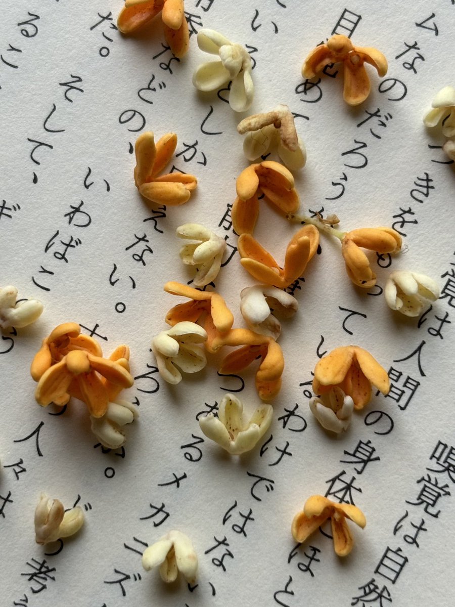 今朝のいろ、仲良く並んで立ってる金と銀、誇らしげに香りを放っている金、控えめの銀、ゴミ出しの帰りに遠回りしたら出会った。地球の一部分は今、金と少しだけ銀が輝いています。