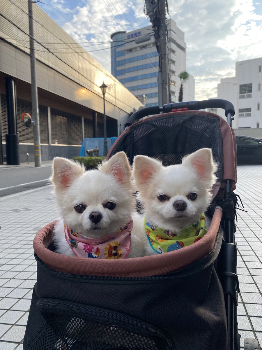 crickete64's tweet photo. 🌥️おはちわわ🐶🐶💕

　　🎉今日も明るく元気で🎉
　　　💓がんばろうワン‼️

#チワワ党　#crickete.org https://t.co/jOpRvFEI1T
