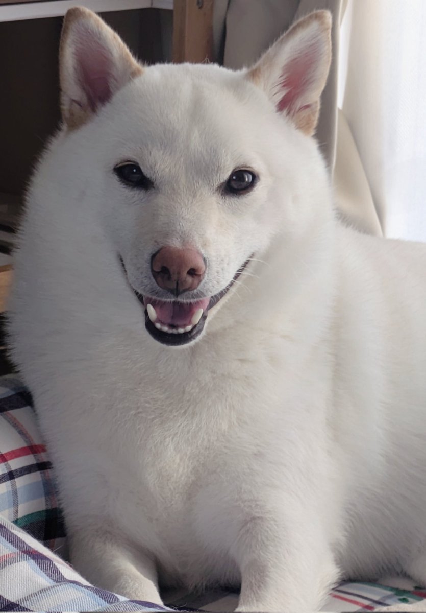 もののけ姫を見せたらモロを意識しだす犬