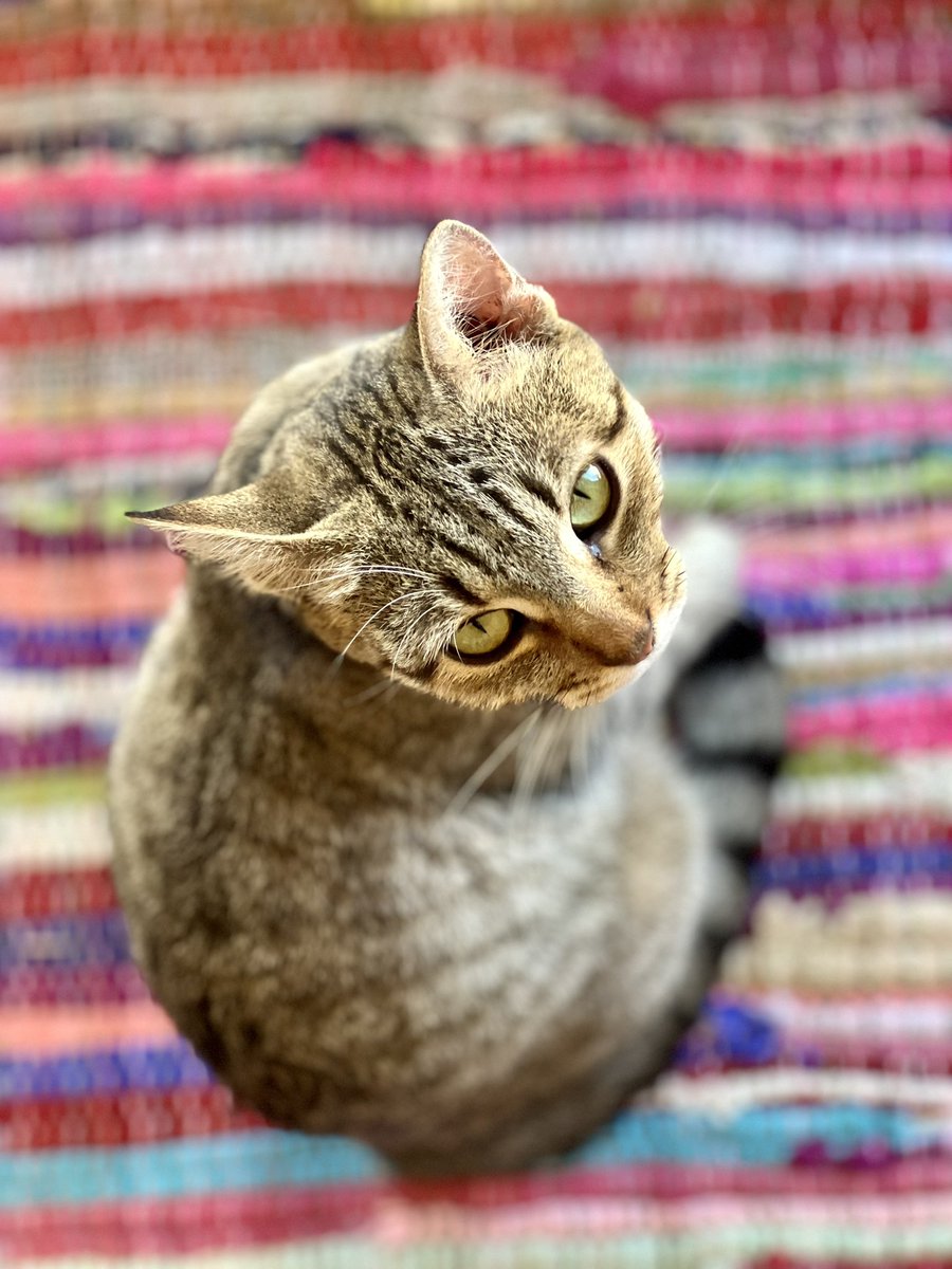KiddieChronicle's tweet image. #CatsofTwittter #straycat