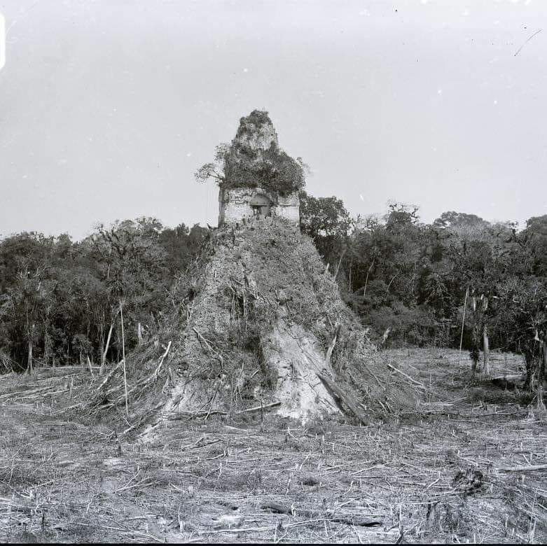 AnctLbry's tweet photo. Tikal.
Photograph taken by Alfred Percival Maudslay between 1890-1891.

Tikal is one of the largest and most important archaeological sites of the ancient Maya civilization, located in present-day Guatemala. It was a major political, economic, and military center during its peak in the Classic Period (200-900 AD). Famous for its towering pyramids and complex urban infrastructure, Tikal offers a glimpse into the advanced society of the Maya people.
