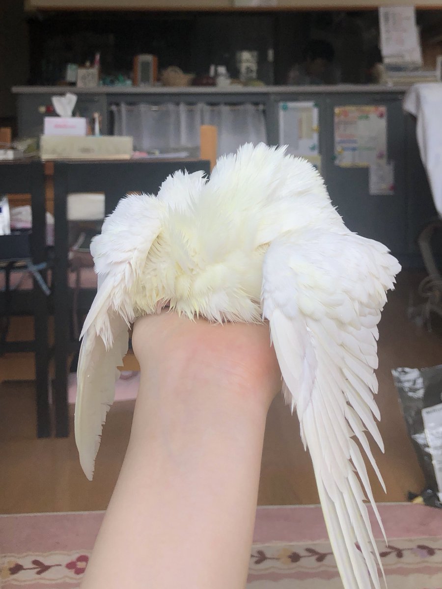 羽の生えた白い毛玉😂