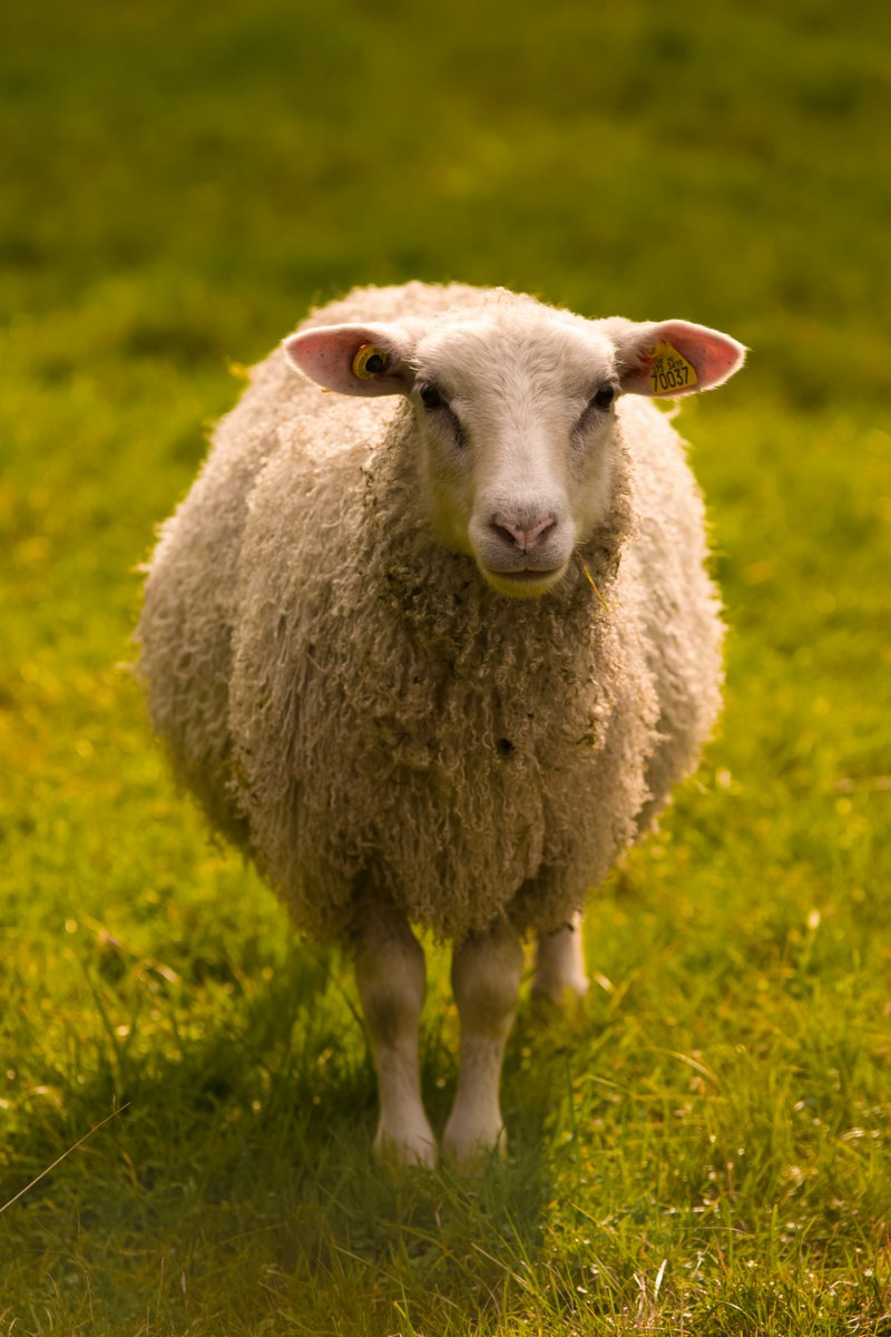 Artie Bennett (@artiebennett) on Twitter photo I’m not sheepish to say I’ll be <a href="/NYSheepWool/">NY Sheep & Wool Fest</a> Sunday, signing my super-fun kids' books, including the THE BUTT BOOK, the book too cute to be banned, THE TRUE STORY OF ZIPPY CHIPPY: THE LITTLE HORSE THAT COULDN’T, POOPENDOUS!, etc. It'll be a woolly good time! <a href="/MerrittBooks/">Merritt Bookstore</a> #kidlit I’m not sheepish to say I’ll be <a href="/NYSheepWool/">NY Sheep & Wool Fest</a> Sunday, signing my super-fun kids' books, including the THE BUTT BOOK, the book too cute to be banned, THE TRUE STORY OF ZIPPY CHIPPY: THE LITTLE HORSE THAT COULDN’T, POOPENDOUS!, etc. It'll be a woolly good time! <a href="/MerrittBooks/">Merritt Bookstore</a> #kidlit