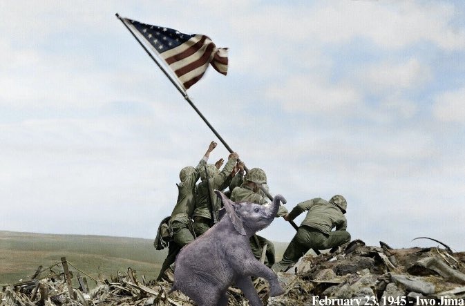 Corra_Cto's tweet photo. Thanks to everyone who tuned into our VC. We are here to make an impact. America's favorite Elephant in $CORRA is here to make a positive difference in saving elephants from extinction as well as donate to health issues especially like the Corra she was named after. https://t.co/XUqTNczud7