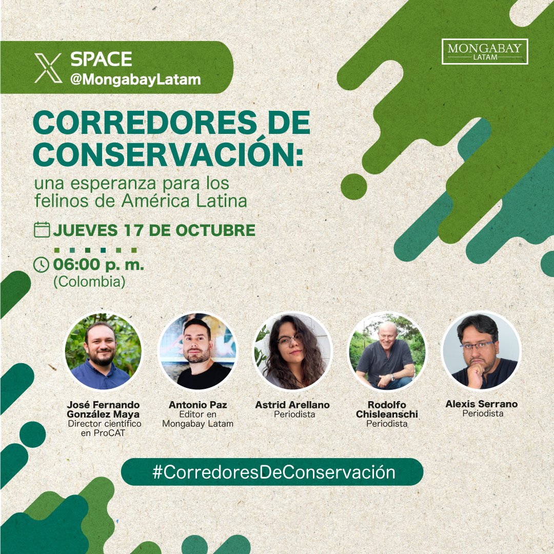 Están con nosotros los periodistas <a href="/antoniopazc/">Antonio Paz Cardona</a>, <a href="/alexserranocar/">Alexis Serrano Carmona</a>, <a href="/astridarellanoo/">Astrid Arellano</a> y <a href="/RodoChisleanchi/">OH-CHICHO-ЯИЧA</a>. También nos acompaña <a href="/jfgonzalezmaya/">Dr. José F.González-Maya</a>, director científico de ProCAT. Nuestra directora <a href="/marisabeltll/">Maria Isabel Torres</a> es la moderadora.  x.com/i/spaces/1YqKD…