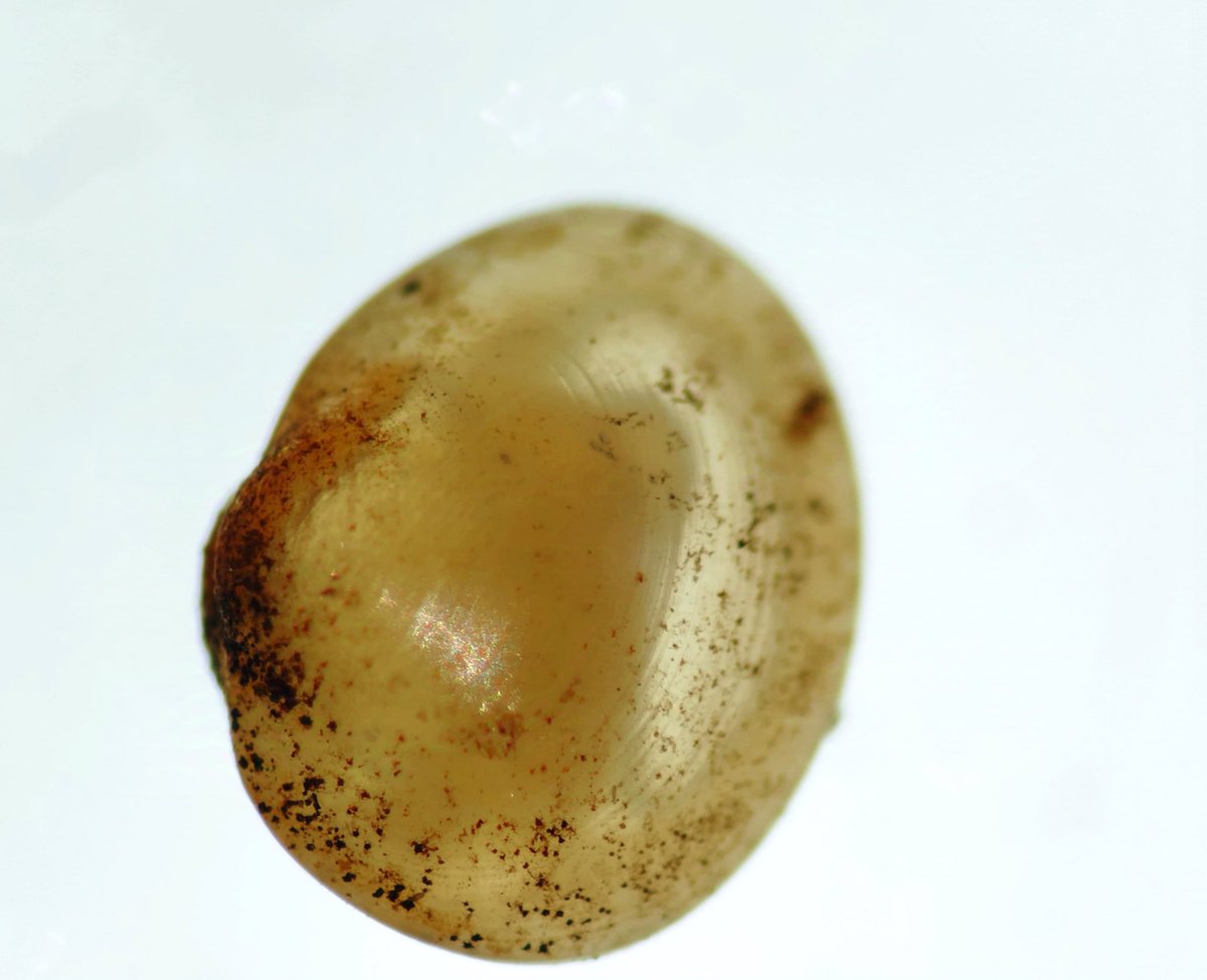 Sabían  qué hay almejas diminutas a más de 2000 m de altura en cuevas de  los Andes colombianos? Gracias <a href="/Henry_Gallo7/">Henry William Gallo Martinez</a> <a href="/inst_humboldt/">Instituto Humboldt</a> <a href="/espeleocol/">Asociación Espeleológica Colombiana - ESPELEOCOL</a> <a href="/oscbio_t/">Oscar Barbosa</a>