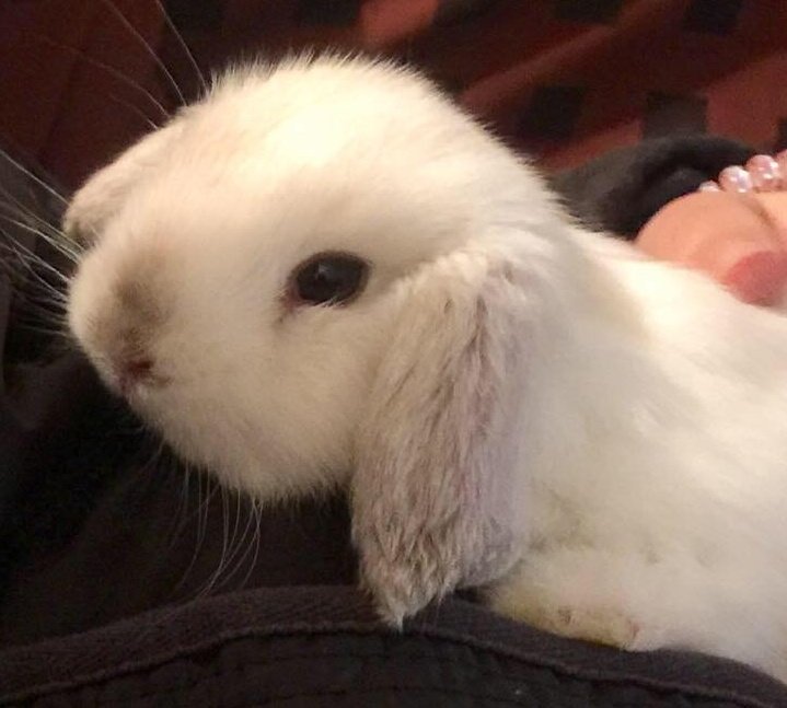 belly ฅ tweet media