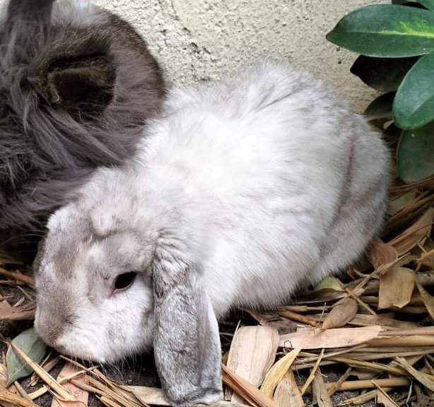 belly ฅ tweet media