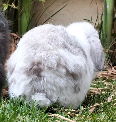 belly ฅ tweet media