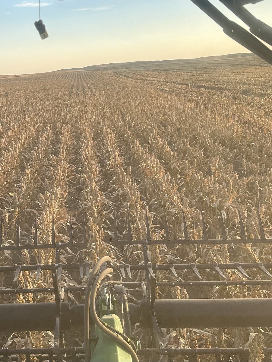White sorghum harvest. #itchy