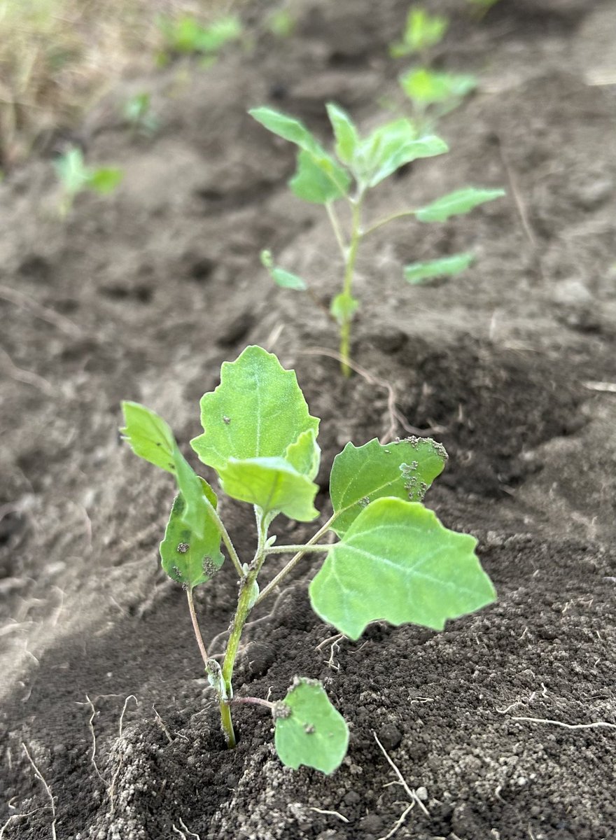 biofarm_'s tweet photo. スーパーフードのキヌア定植 https://t.co/jw0Z1AhBpe