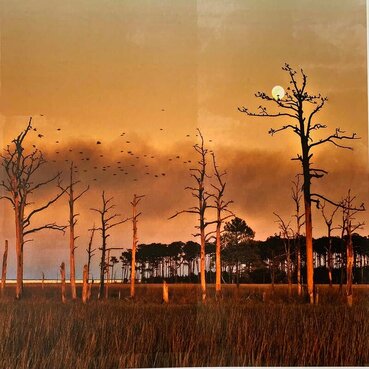 thenewyorkoptimist.net/linda-dubin-ga…

Linda Dubin Garfield

Linda Dubin Garfield, EdD  (she/her/hers)
printmaker/mixed media artist
LinkedIn.com/lindadubingarf…

instagram.com/garf21

Facebook.com/lindadubingarf…

lindadubingarfield.com

www.artsisters.org- Founder

GHOST FOREST....