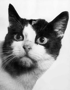 SCAT_Scroll's tweet image. I see U @Scroll_ZKP