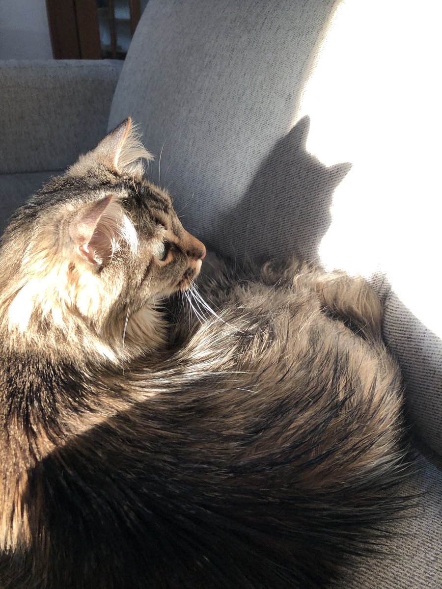 Seamus &amp; his shadow 😺😺