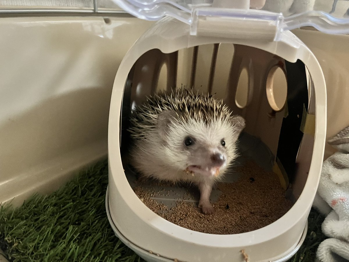 ここは僕の家！な、おはようハリネズミ