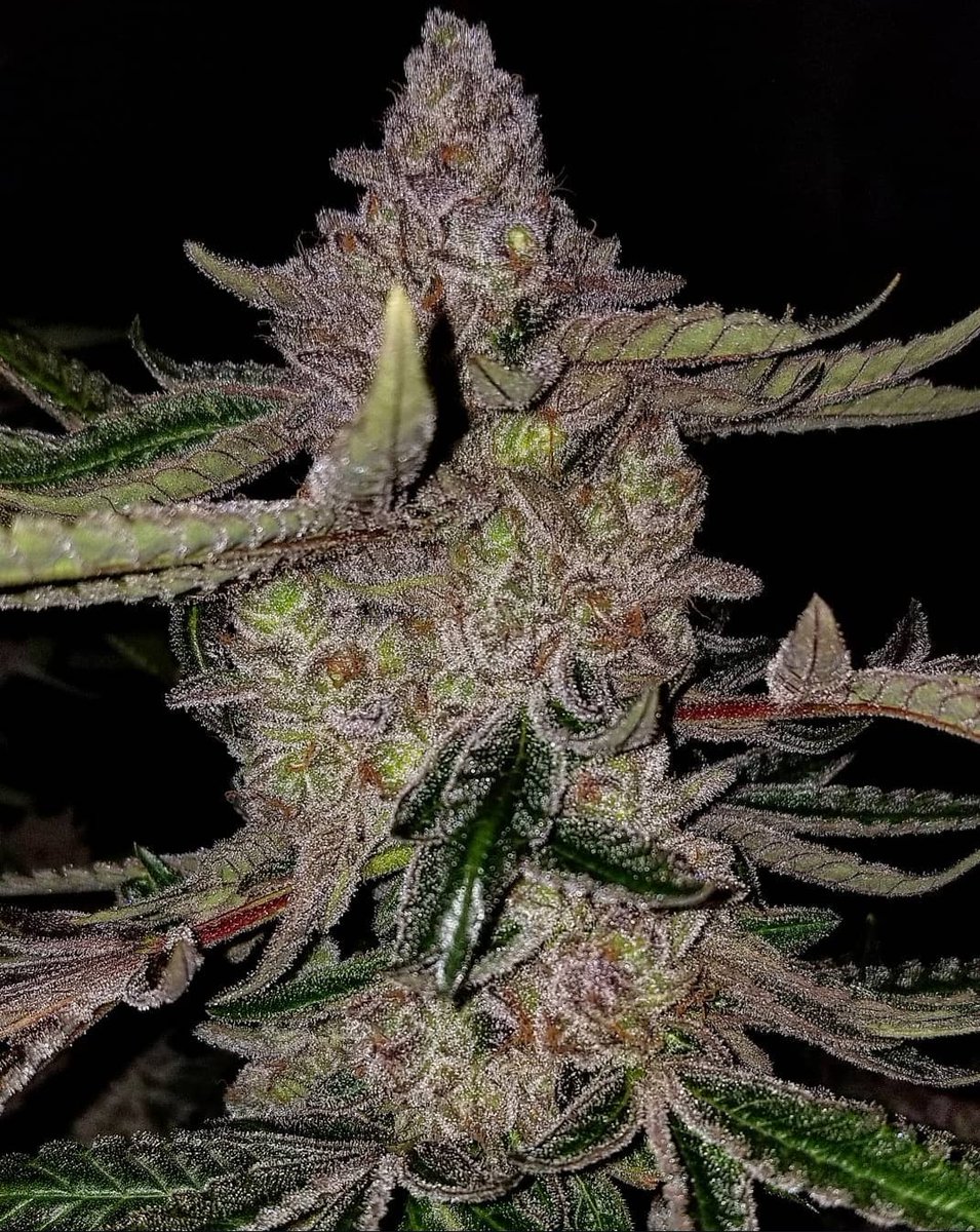 44Favelababy63's tweet image. Some of the new flavors we&apos;re running are insane!! This is the lemonberry x apple fritter