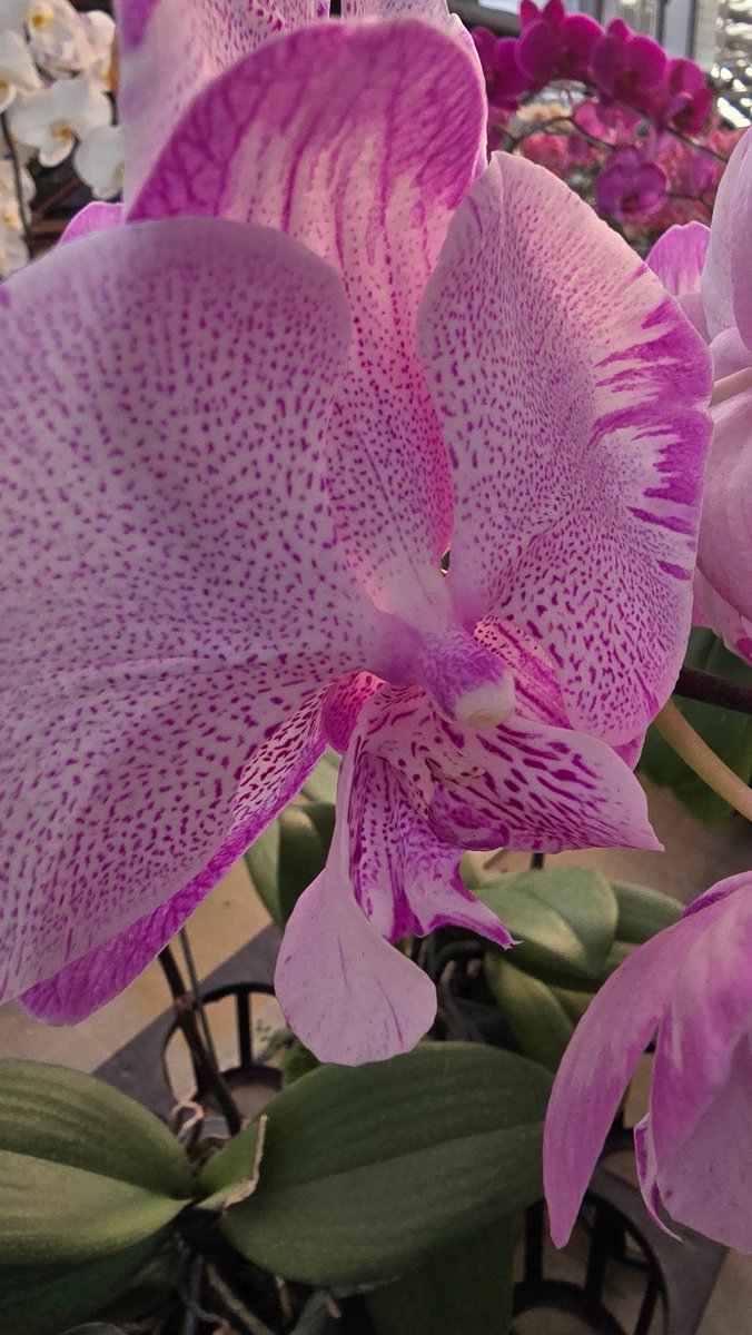 sarcastic mouth (@quakerstrychnos) on Twitter photo 