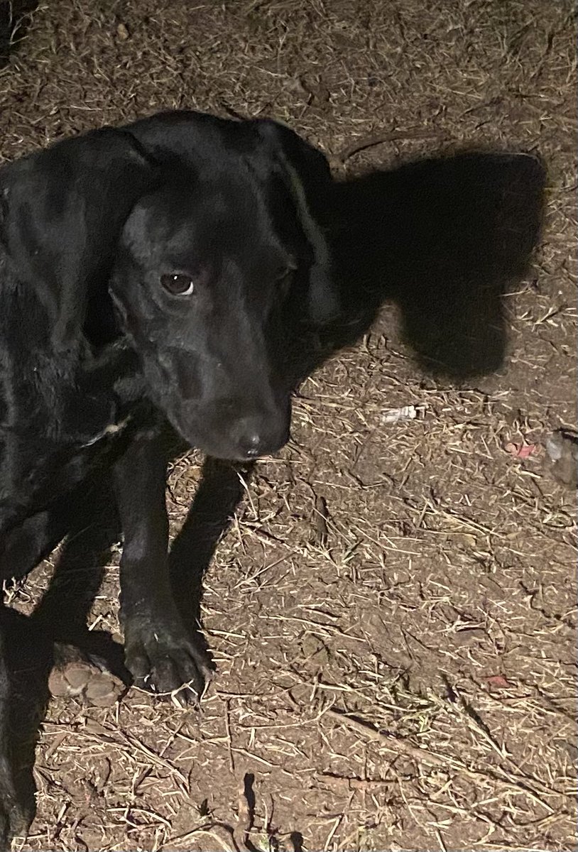 okiemykie's tweet photo. TRYING TO FIND THESE PUPPIES SOME HOMES:

i am willing to travel or meet someone halfway to find these dogs a good home.

we tried contacting shelters but none of them will take them. the only shelter that said they’d take them, which are labeled as a non-kill shelter, said they https://t.co/EN4LlBB4tQ