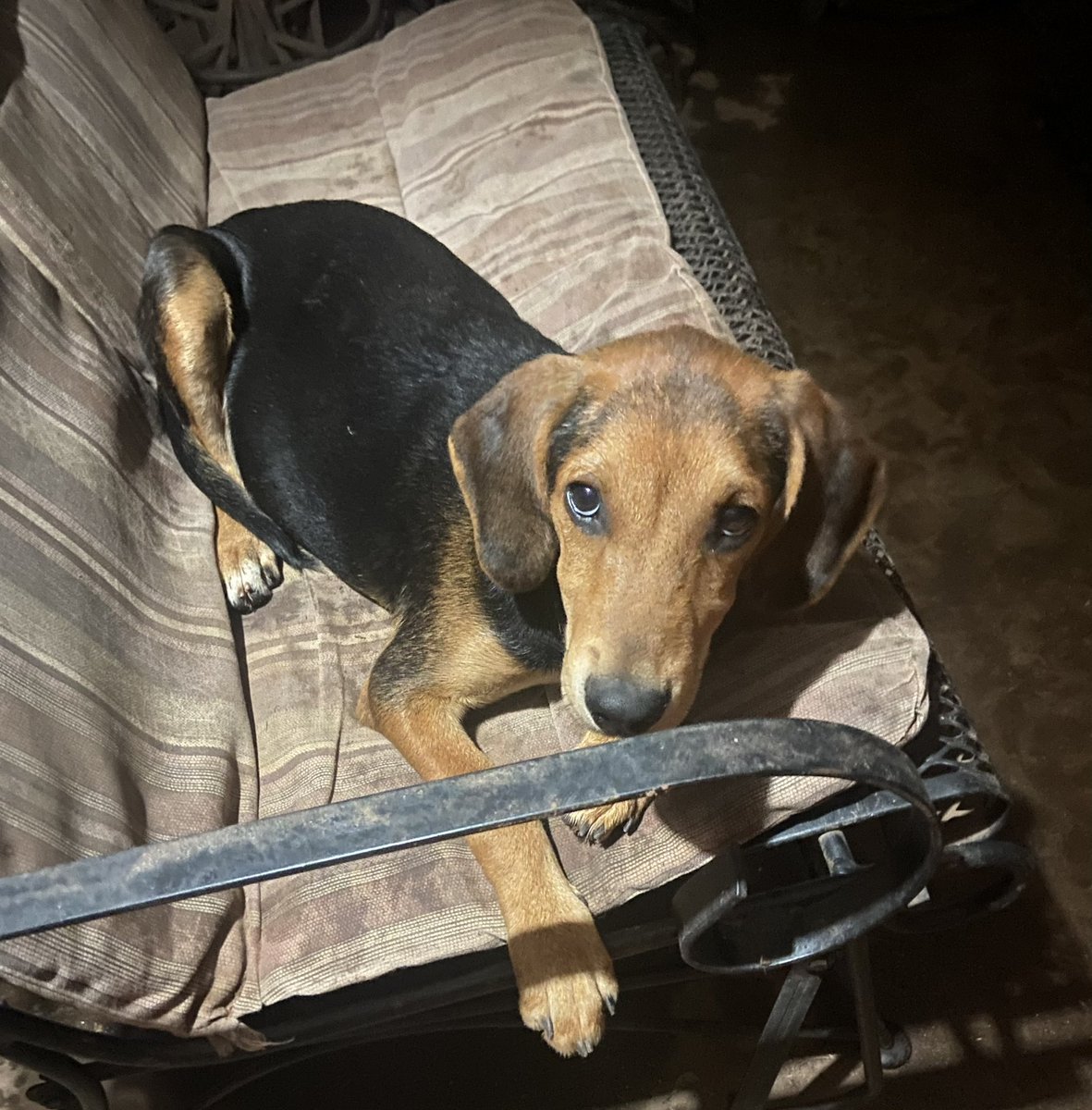 okiemykie's tweet photo. TRYING TO FIND THESE PUPPIES SOME HOMES:

i am willing to travel or meet someone halfway to find these dogs a good home.

we tried contacting shelters but none of them will take them. the only shelter that said they’d take them, which are labeled as a non-kill shelter, said they https://t.co/EN4LlBB4tQ