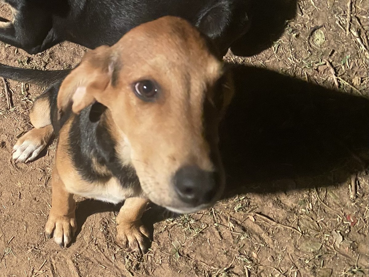 okiemykie's tweet photo. TRYING TO FIND THESE PUPPIES SOME HOMES:

i am willing to travel or meet someone halfway to find these dogs a good home.

we tried contacting shelters but none of them will take them. the only shelter that said they’d take them, which are labeled as a non-kill shelter, said they https://t.co/EN4LlBB4tQ