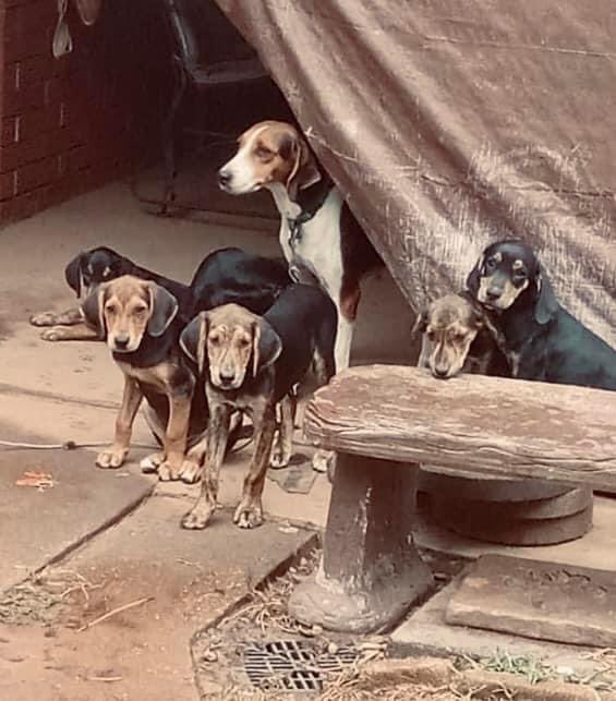 okiemykie's tweet photo. TRYING TO FIND THESE PUPPIES SOME HOMES:

i am willing to travel or meet someone halfway to find these dogs a good home.

we tried contacting shelters but none of them will take them. the only shelter that said they’d take them, which are labeled as a non-kill shelter, said they https://t.co/EN4LlBB4tQ