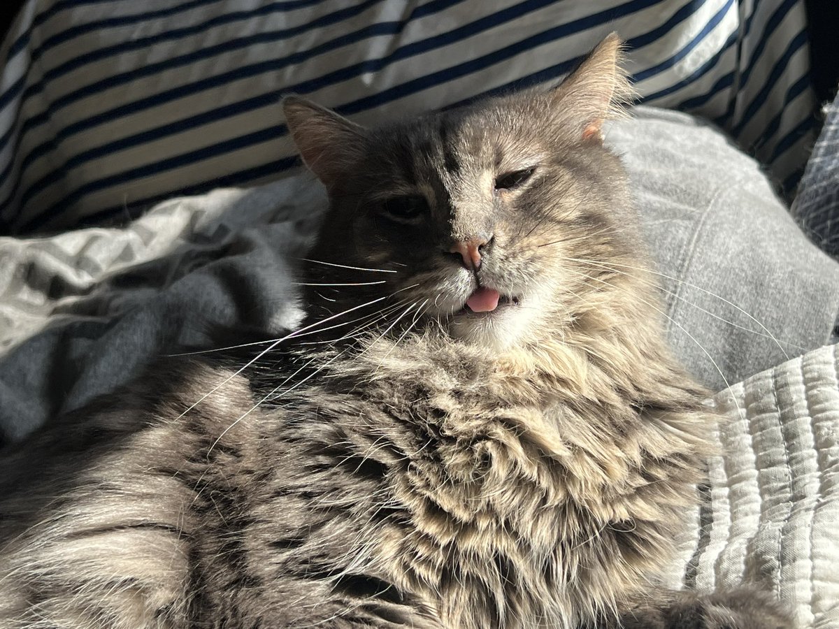 A Cat Named Bitches tweet media