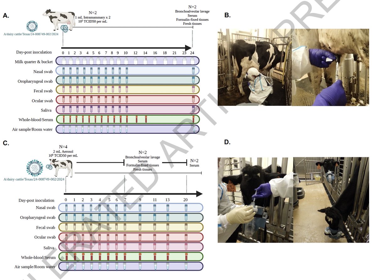 Experimental infection of cattle with HPAI. 
- Heifers inocc by aerosol resp route, mild clinical dis, but lesions+seroconvert
- Cattle innoc via intramammary route, clinical disease, decreased rumen mobility, change to milk, high viral RNA in milk
👉nature.com/articles/s4158…