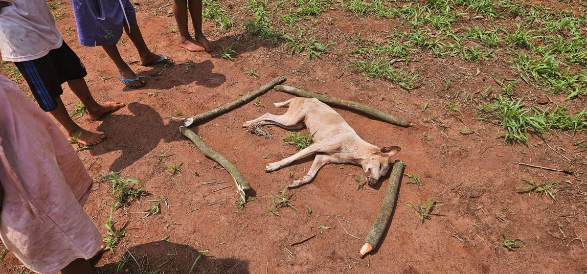 Hoje os Avá-Guarani foram atacados mais um vez. Três pessoas ficaram feridas, atingidas por pedras lançadas de estilingues. Uma delas levou três pontos na cabeça. Tentaram atropelar crianças e idosos. Mataram animais e destruiram lavouras - prática comum, para que as pessoas