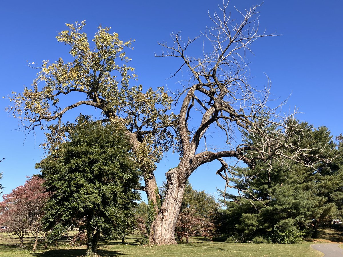 JustinSWilt's tweet photo. Love this big tree near Columbia Island Marina. I fear the right half is not happy. Hate to see this grand tree have problems…..   #bikearlington. #trees https://t.co/QuH7dpjRbq