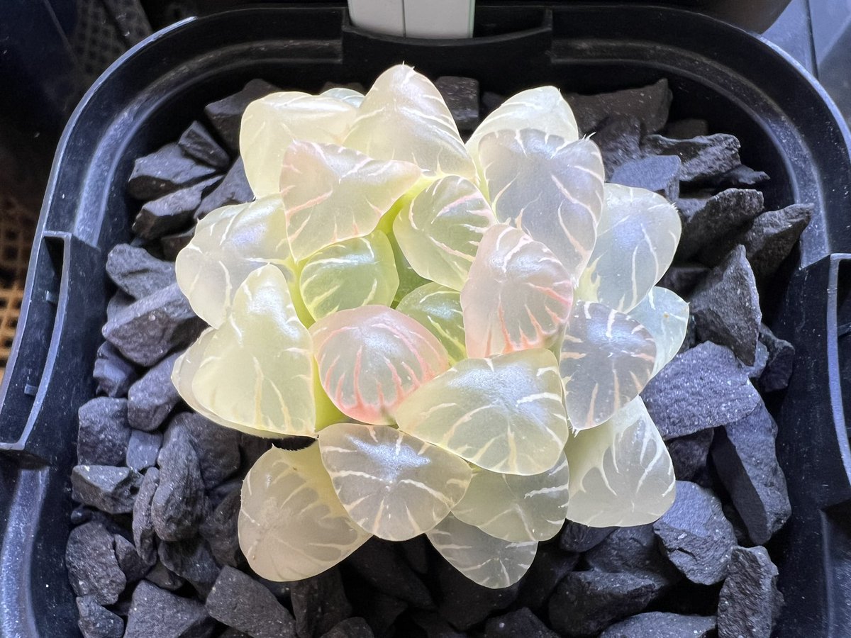 saibaiman1105's tweet photo. これは反則やわ✨
(・д・)ガン見!!

#多肉植物
#ハオルチア
#OB-1錦糊斑 https://t.co/uHbefwEsSm