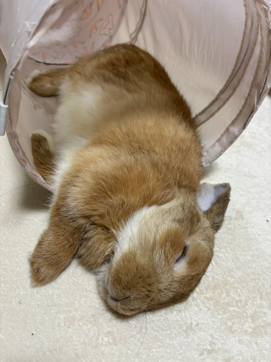 半分はみ出してみたぷぅ。我が家の天使