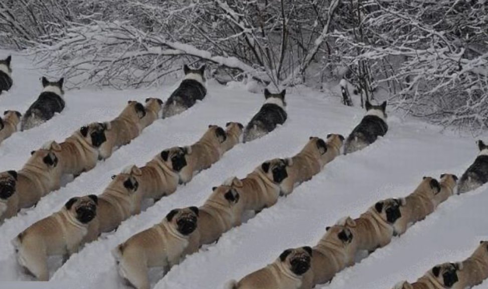 PuggoParty21's tweet image. Alright I heard there is going to be a pug apocalypse coming to this world!!! #pugs #apocalypses #puggo (warning this can be dangerous)