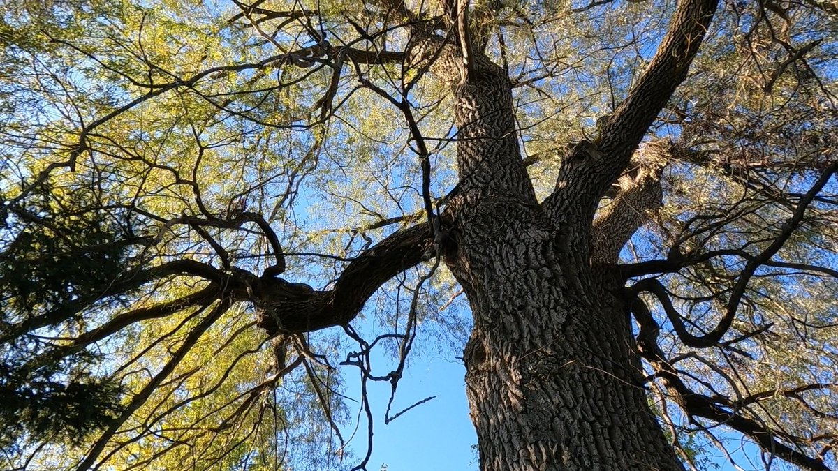 MoniFunGirl's tweet photo. I love my big giant willow tree … it stands about five stories or more high. I have a few squirrels living in it up near the top … can see them come in and out of a hole in the tree.

#willow #tree #willowtrees #maine #fall https://t.co/6zO9qT04TJ