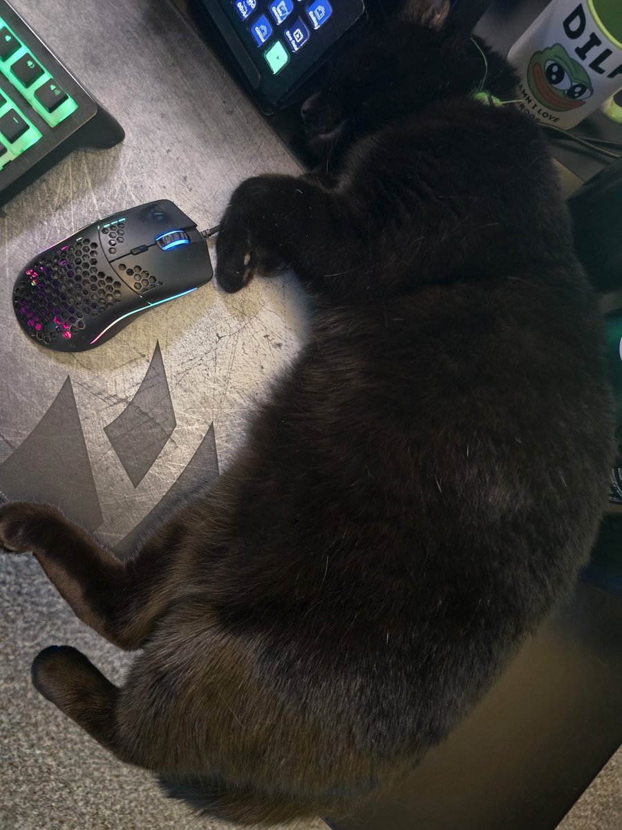 Y'all I think Berry likes the desk and being near me I'm kinda happy.

Twitch.tv/CidO