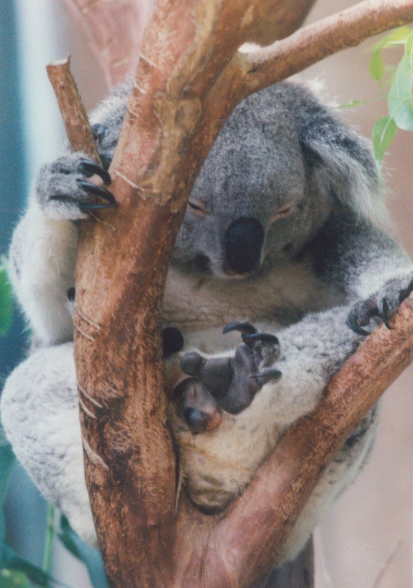 多摩動物公園［公式］ on X: 