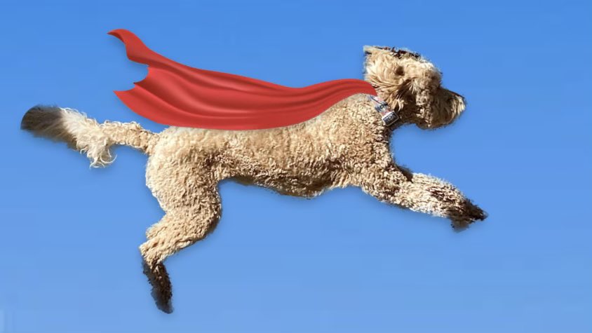 construction guy tweet media