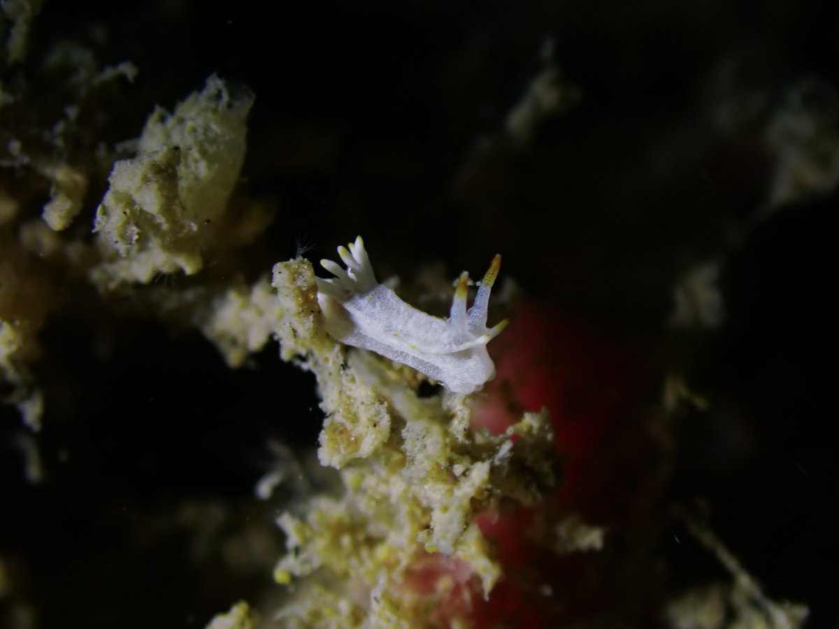 MSA (@malsocaus) on Twitter photo 🌊 Exciting news! The Molluscs 2024 program will be live soon! Don't miss our awesome speakers! Check it out and register at molluscs2024.com.au! 🐚✨
photos by <a href="/henry_carrick/">Henry Carrick</a> 🌊 Exciting news! The Molluscs 2024 program will be live soon! Don't miss our awesome speakers! Check it out and register at molluscs2024.com.au! 🐚✨
photos by <a href="/henry_carrick/">Henry Carrick</a>