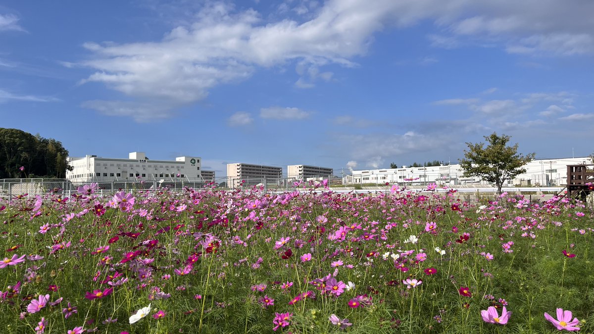 おはもち～(ﾉ)`ω´(ヾ) 金曜のだんご村は晴れ🌤 もちだんご村花苑の