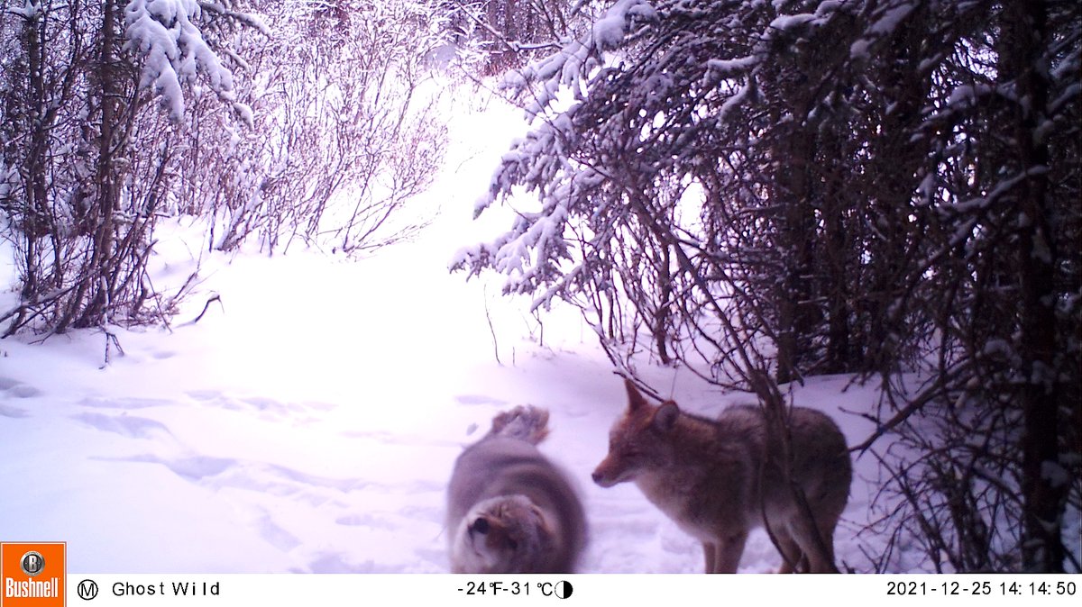 tcdixon3's tweet photo. My camera caught this coyote mid-shake!
#TrailCam #CameraTrap #Wildlife #Coyotes #SongDogs #WildDogs #Alberta https://t.co/hnrAsxcxVp