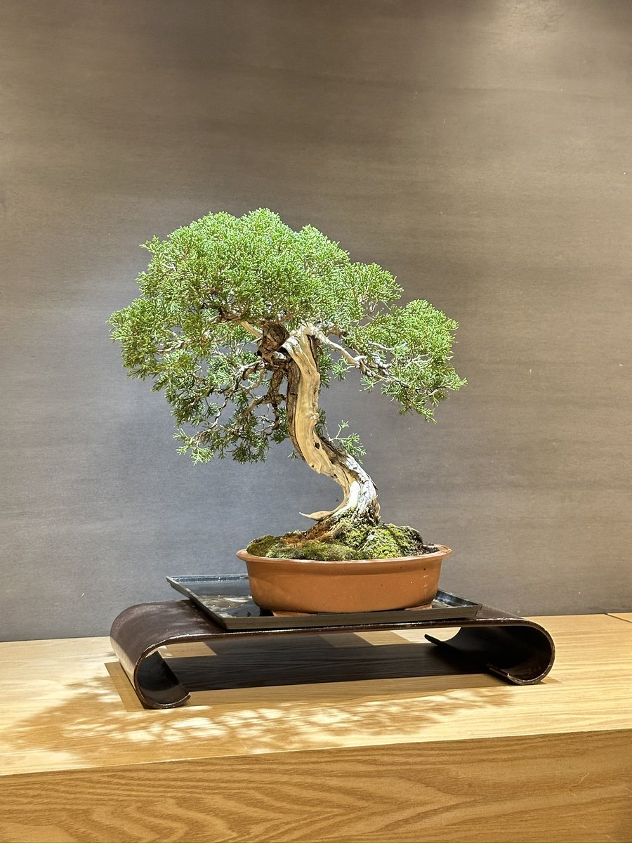 yuumi_nae's tweet photo. 【BONGEN COFFEE Tokyo Ginza】
並んでいる方がほぼ全員、海外から来たと思われる観光客の方々。
並び始めてドリンク提供まで40分くらい☕️
オーナーが盆栽好きで、週１回展示を交換してるとスタッフさんが仰ってました。
店内は最大４名かけられるベンチがあり、基本テイクアウト想定の店舗でした☻︎ https://t.co/B5zofonBXS