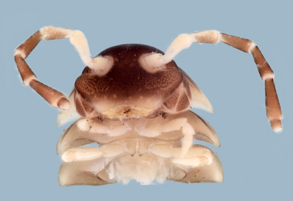 Zootaxa's tweet photo. Contribution to the knowledge of the Colombian Batodesmini (#Polydesmida: Chelodesmidae) with the description of a new genus and species, and taxonomic insights on the genus Cormodesmus Chamberlin, 1923
https://t.co/BDv4Fv4sAj
#Taxonomy https://t.co/7JNtJcASpg