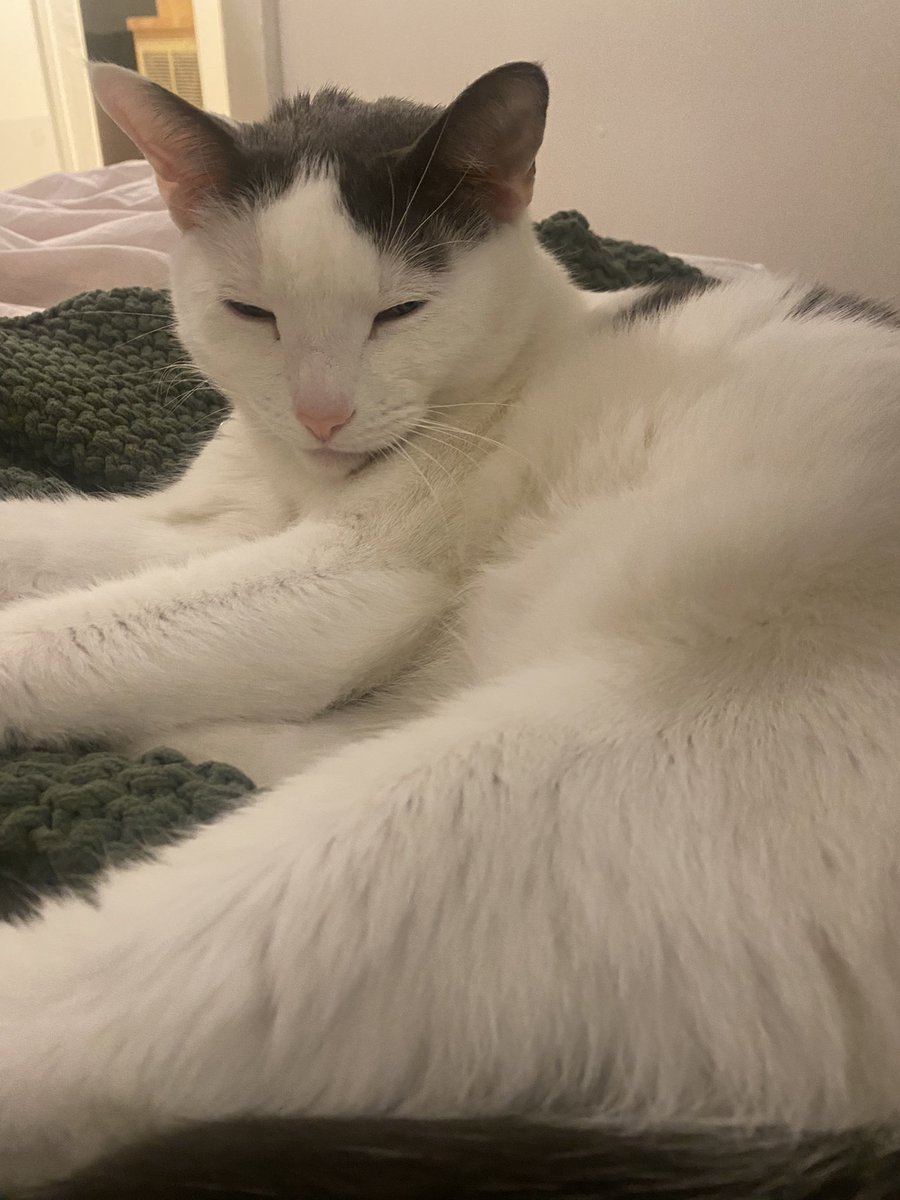 steven tippy tail tweet media