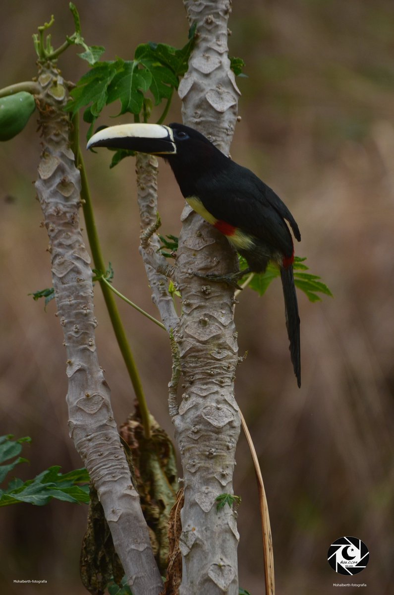 Mohalberth2's tweet photo. 🌥️🌳🎶🐦📷👀
Araçari de bico branco
Atraído pelo mamão maduro nas primeiras horas do dia .
#fleacom #unmistakablefleacom #BirdsSeenIn2024 #observaçãodeaves #birdwatchingbrazil #birds #MinasGerais #valedoriodoce #Caratinga #ThePhotoHour #birdcards #mohalberth #ebirdbrasil https://t.co/4Q4bOpDxFX