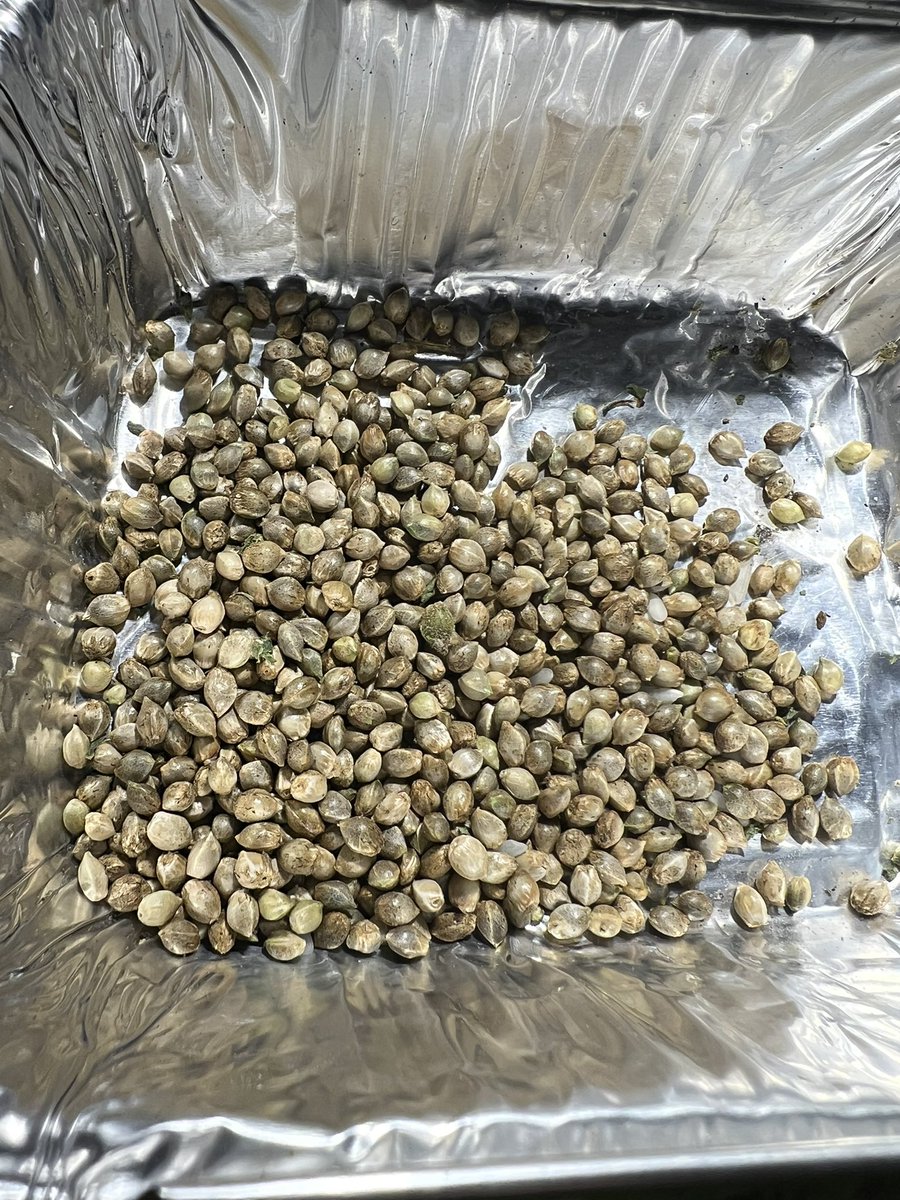 🍒🥤 Sorting through the Cherry Zoda seeds

I'll be doing a germination test as well as growing these out. Some of the nicest terps I've grown are by the Cherry Zoda 

#MIseeds #thehunt #michigan #onemancrew