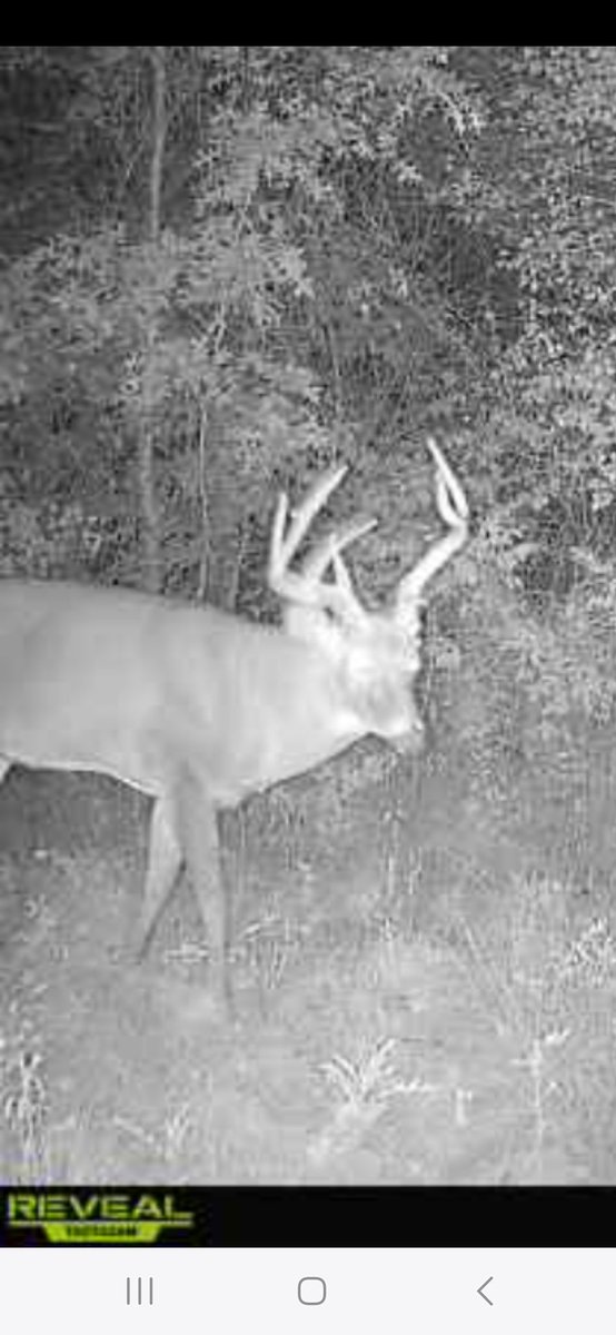 Just missed this guy by 15 mins. There's a reason he's that size