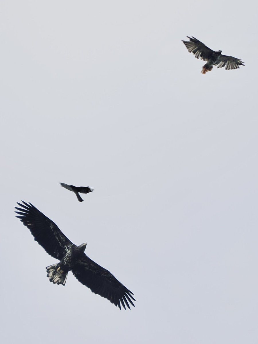 koolshark2's tweet photo. #baldeagle #redtailedhawk #coopershawk : Baldy, Red T and Cooper walked into a bar. “Hey, looking Sharp!” said Baldy. “Yep, I get that a lot ,”said Coop. Meanwhile RedT is a mess…#raptormigration #hawkwatch #birding #nyc https://t.co/oABren5mrr