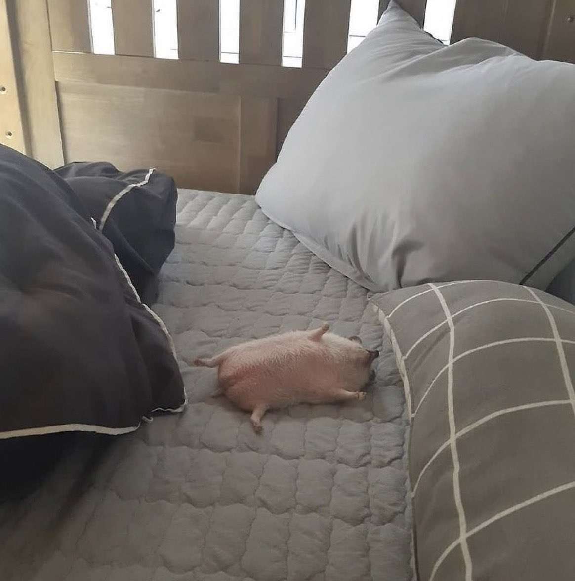 me this morning  

live now on twitch.tv/lucellia