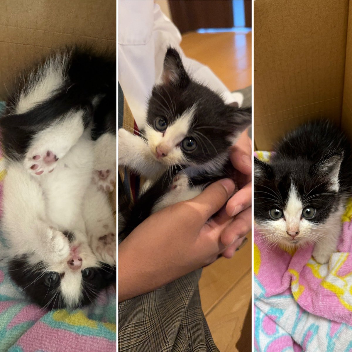 LA12172's tweet photo. ウチのコインランドリーに捨てられていました😭

子猫と一緒に、ダンボールにお水と食パンのかけらが入ってました😭

連れて帰り保護中です😭
けどウチにはネコアレルギーが２名いて
飼うのは難しいです😭

飼い主募集中です♡
めちゃかわです♡

#捨て猫
#徳島
#子猫
#ハチワレ
#元気でかわいい https://t.co/7OJ3Q31FmF