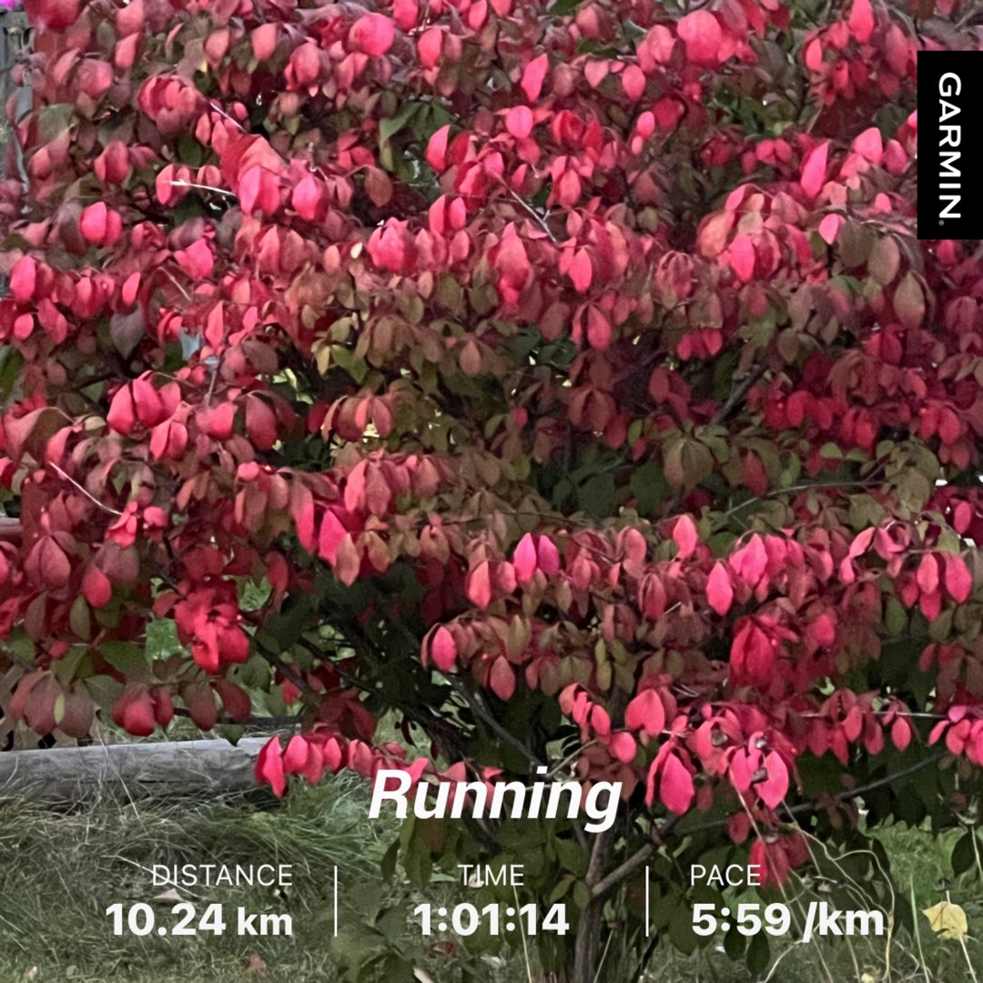kunrup's tweet photo. Slower 10KM run just to keep moving my legs in the evening … two more days for the long run.
#brampton #positivity #positivevibes #stayactive #staymotivated #marathonbound #torontowaterfrontmarathon #runforhealth #runforfun #itsmylife https://t.co/9X0ikeh5QD