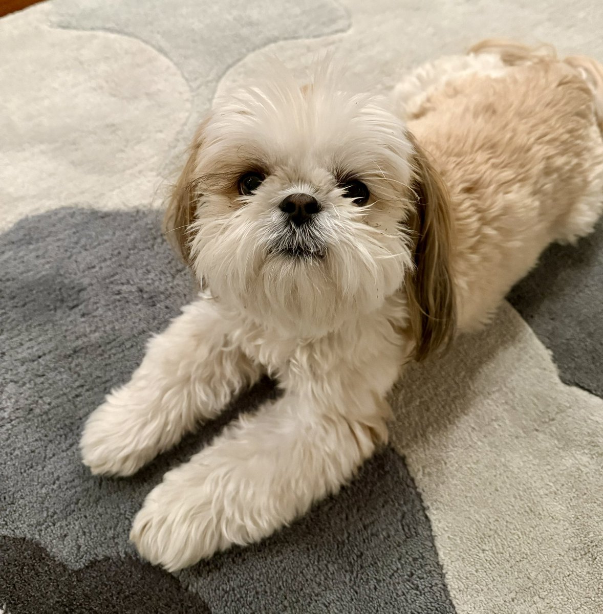 MingxiTzu 🇨🇦 tweet media